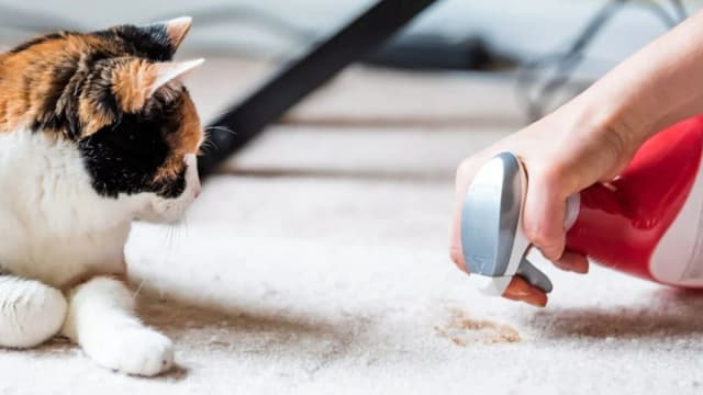 Dónde tirar las cacas de los gatos: evita problemas de higiene y salud Dónde tirar las cacas de los gatos: evita problemas de higiene y salud